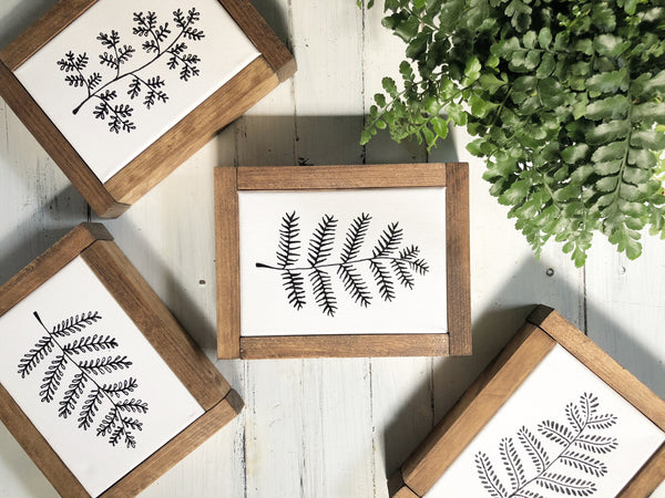 Baby Ferns