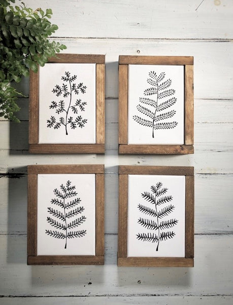 Baby Ferns